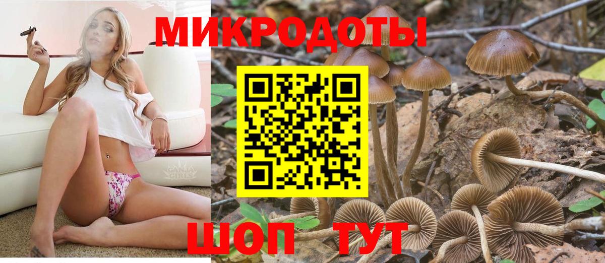 Псилоцибиновые грибы Psilocybe Мариинск